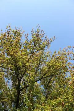 Green maple tree branches looking up against bright blue sky Stock Photos