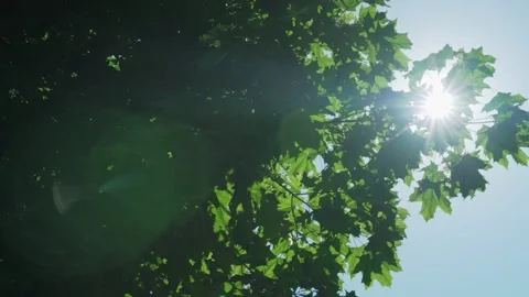 Green maple tree with dense leaves at back bright sunlight Stock Footage 159100233