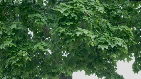 Green Maple Tree in Heavy Pouring Rain Stock Footage 78527907