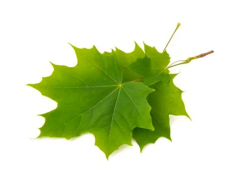 Green maple tree leaf with pointed tips on ends on white background Foto stock