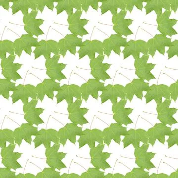 Green maple tree leaf, seamless pattern decoration textile maple leaves Stock Photos