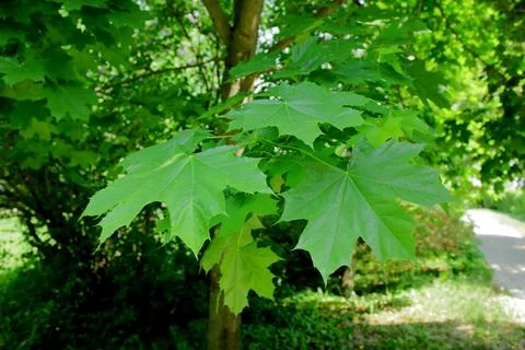Green maple tree leafs in the park in summer. Stock Photos