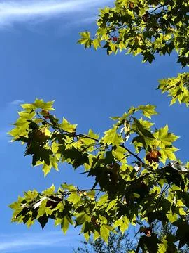 Green maple tree leaves over blue sky Stock Photos