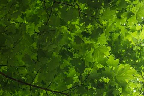 Green Maple Tree Leaves Stock Photos