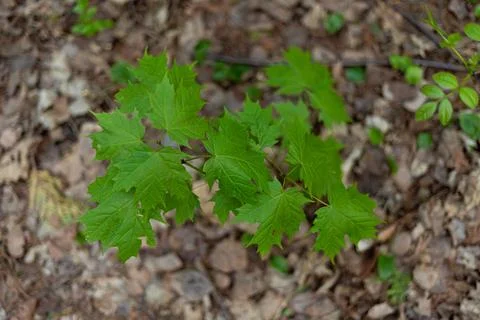 Green maple tree leaves with shadows during spring Stock Photos