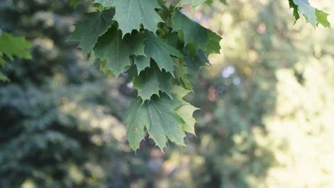 Green Maple Tree Leaves Swaying in Summer Sunlight Stock Footage 344056338
