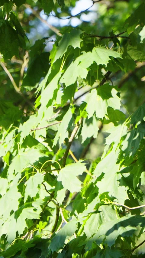 Green Maple Tree Leaves Swaying in Wind Stock Footage 344105852