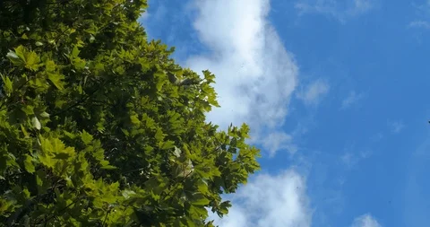 Green Maple Tree Moving On Wind Against Blue Sky With Clouds Flying Insects.  Stock Footage 113664690