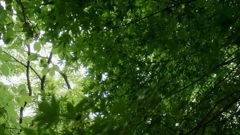 Green maple tree nature Stock Footage 83167407
