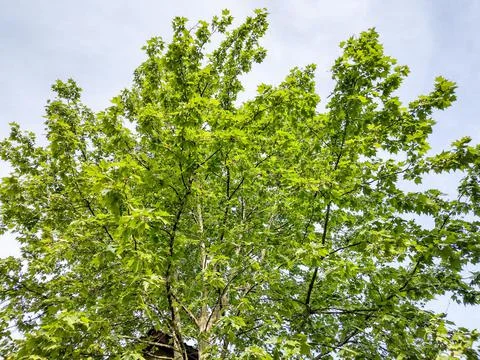 Green maple tree in the spring - Baia Mare, Romania 스톡 사진