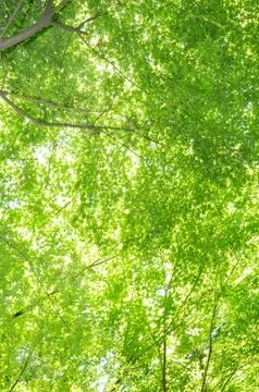 Green maple tree in Spring 스톡 사진