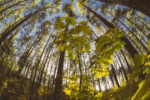 Green Maple Tree Turn Yellow. Timelapse. Autumn Mood. Summer to Autumn Forest Stock Footage 336332563