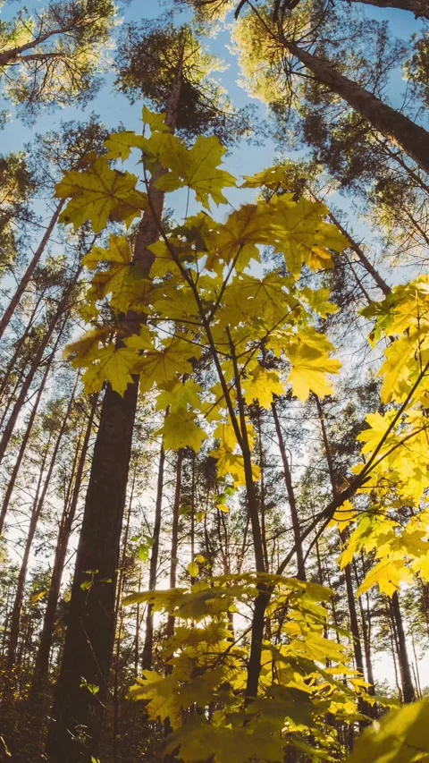 Green Maple Tree Turn Yellow. Timelapse. Autumn Mood. Summer to Autumn Forest T Stock Footage 341172774