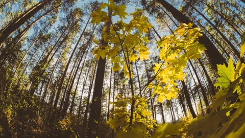 Green Maple Tree Turn Yellow. Timelapse. Autumn Mood. Summer to Autumn Forest T Stock Footage 341184340