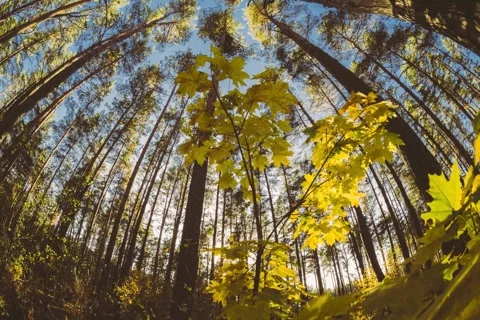 Green Maple Tree Turn Yellow. Timelapse. Autumn Mood. Summer to Autumn Forest Stock Footage 341344988