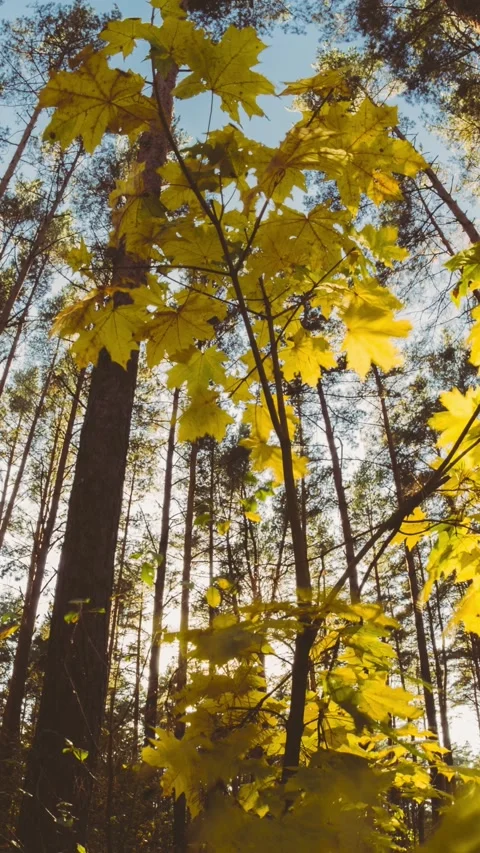 Green Maple Tree Turn Yellow. Timelapse. Autumn Mood. Summer to Autumn Forest Stock Footage 341362461