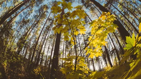 Green Maple Tree Turn Yellow. Timelapse. Autumn Mood. Summer to Autumn Forest T Stock Footage 342948912