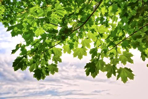Green maple trees in the park with cloudy sky background Stock Photos