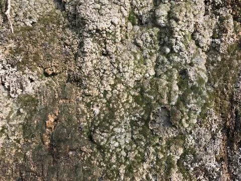 Green marble tile. texture Stock Photos