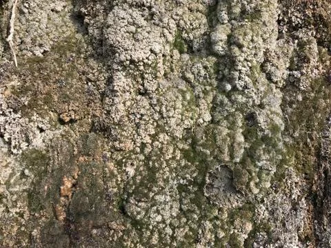 Green marble tile. texture Stock Photos