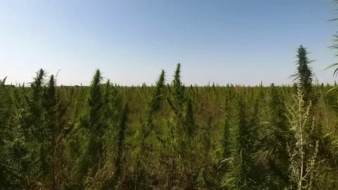 Green marijuana field. Video stock 80785076