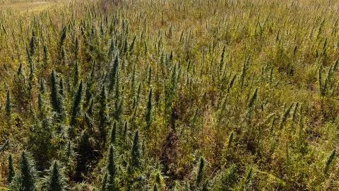 Green marijuana field. Stock Photos