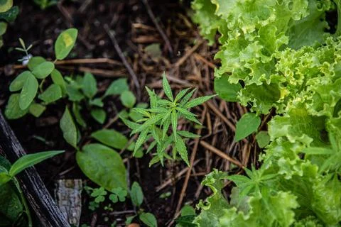 Green marijuana in herb concept. Stock Photos