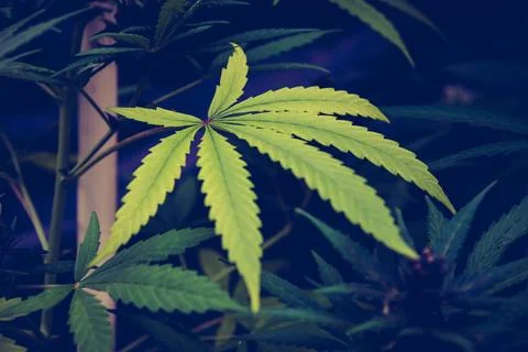 Green Marijuana Leaf Stock Photos