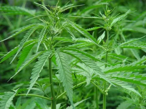 Green marijuana Stock Photos
