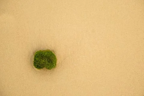 Green Marimo Algae on a Pristine Sandy Beach with Ocean Waves Stock Photos