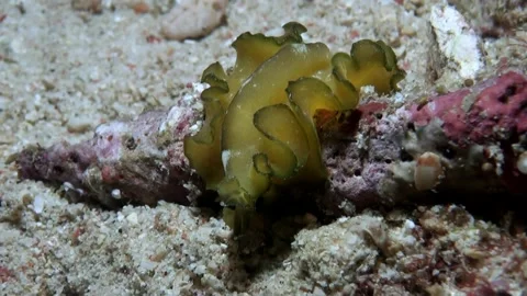 Green Marine Flatworm (pseudobiceros sp.) On Sandy Bottom - Philippines Video stock 334774753