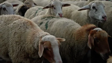 Green-marked sheep clustering peacefully, conveying collective movement and Stock Footage 297614254