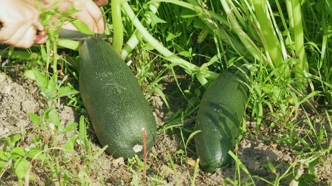 Green marrows harvest in UHD Video stock 114786975