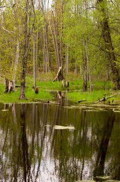 Green marsh area Stock Photos