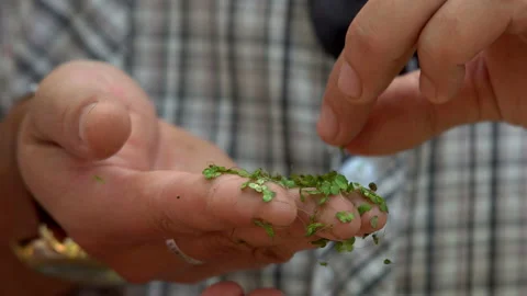 Green marsh duckweed in the hands Stock Footage 115062789