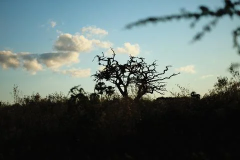 Green marsh field with distant trees Stock Photos