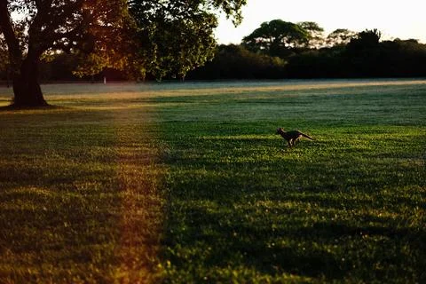 Green marsh field with distant trees 2 Stock Photos