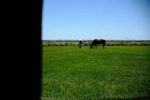 Green marsh field with distant trees 3 Stock Photos