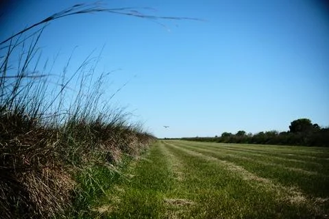 Green marsh field with distant trees 9 Stock Photos
