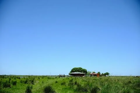 Green marsh field with distant trees 6 Stock Photos