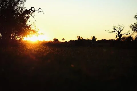 Green marsh field with distant trees 14 Stock Photos