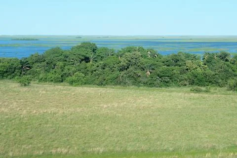 Green marsh field with distant trees 20 Stock Photos