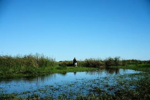Green marsh field with distant trees 21 Stock Photos