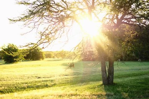 Green marsh field with distant trees 23 Stock Photos