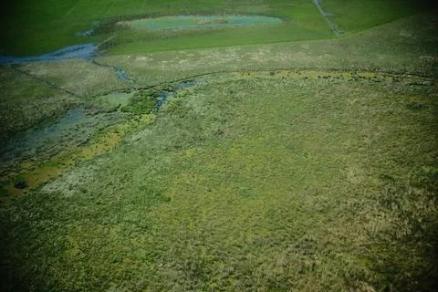 Green marsh field with distant trees 33 Stock Photos