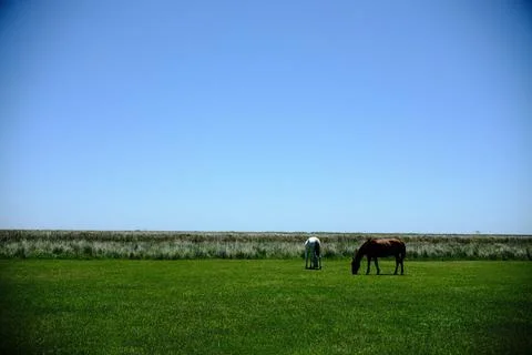 Green marsh field with distant trees 34 Stock Photos