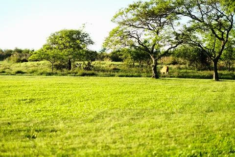 Green marsh field with distant trees 37 Stock Photos