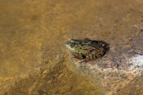 A green marsh frog with blask spots and lines on its skin Stock Photos