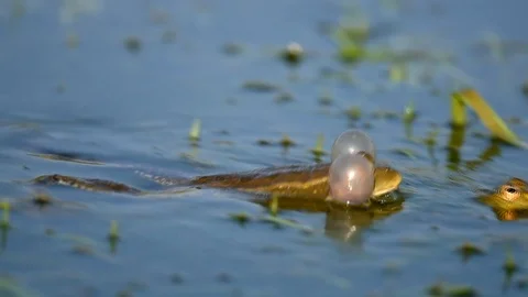 Green Marsh Frog croaking and mating in the pond. Pelophylax ridibundus Video stock 107101356