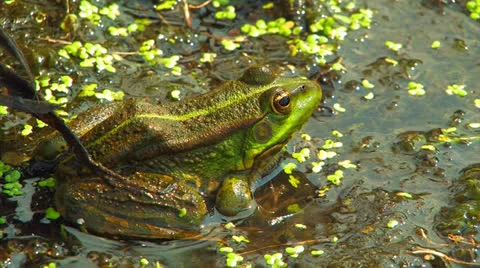 Green marsh frog. Stock Footage 27080740